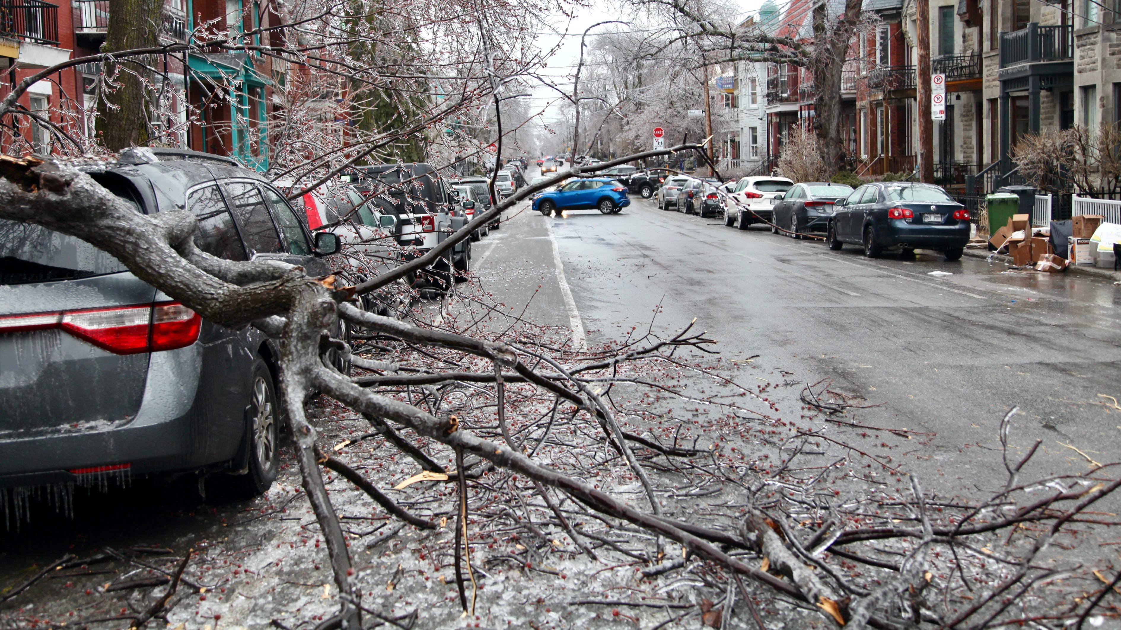 Cette photo montre la branche cassé qui bloque la piste cyclable.