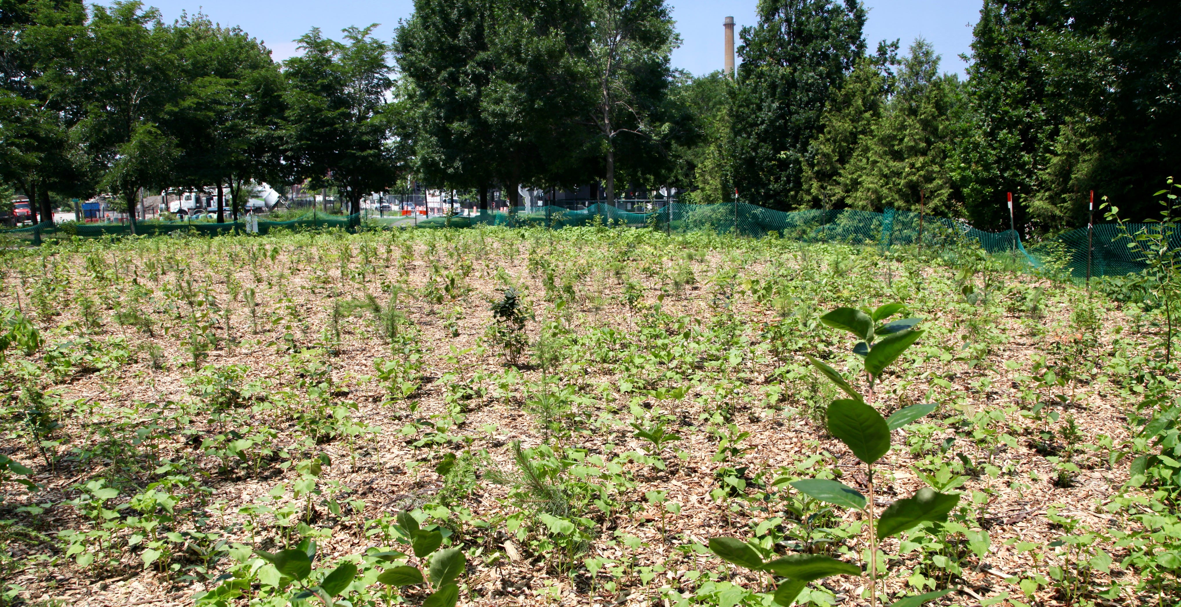 La microforêt du parc Laurier sous le soleil de juillet.