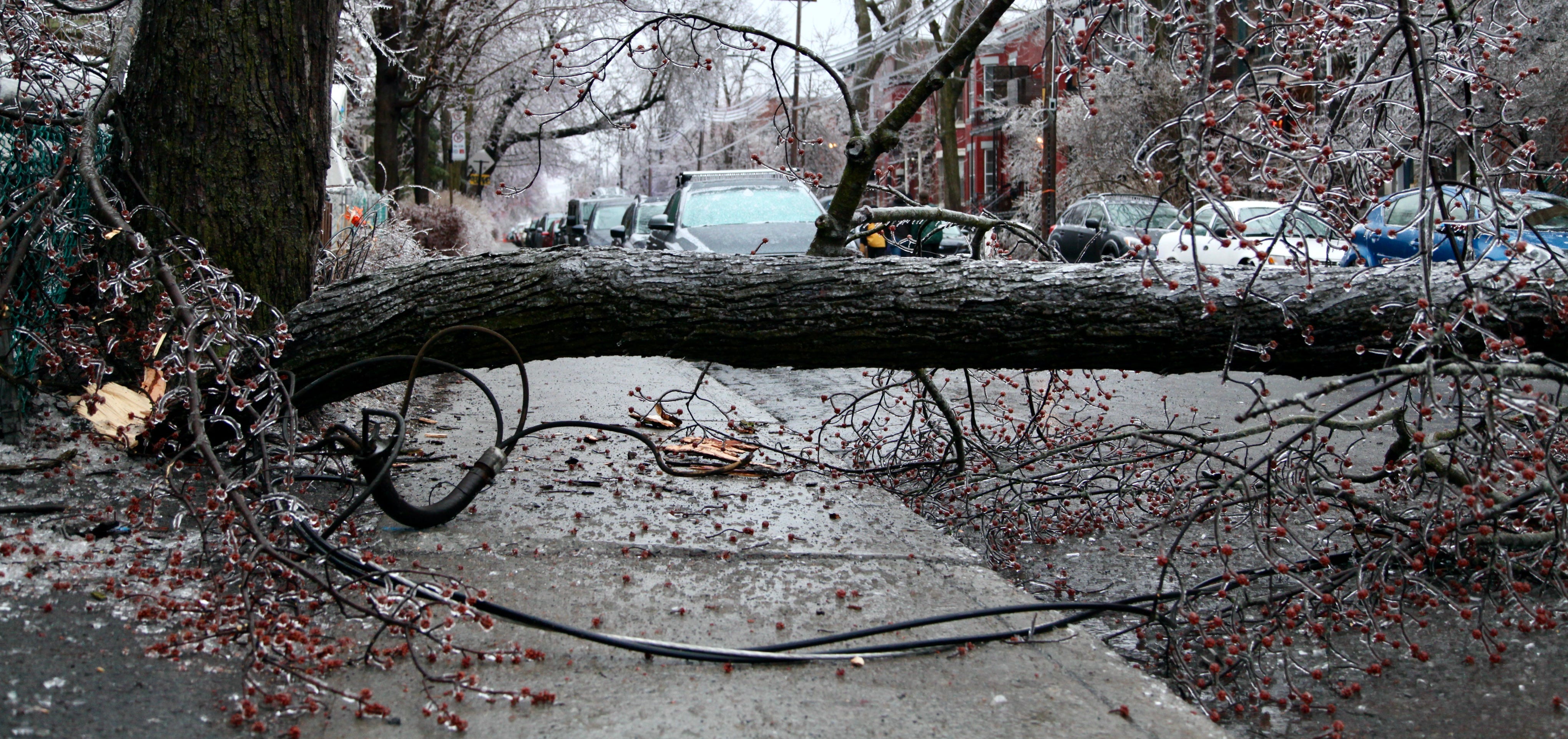 Cette photo montre un énorme arbre qui bloque un trottoir et un fil électrique sur le sol.