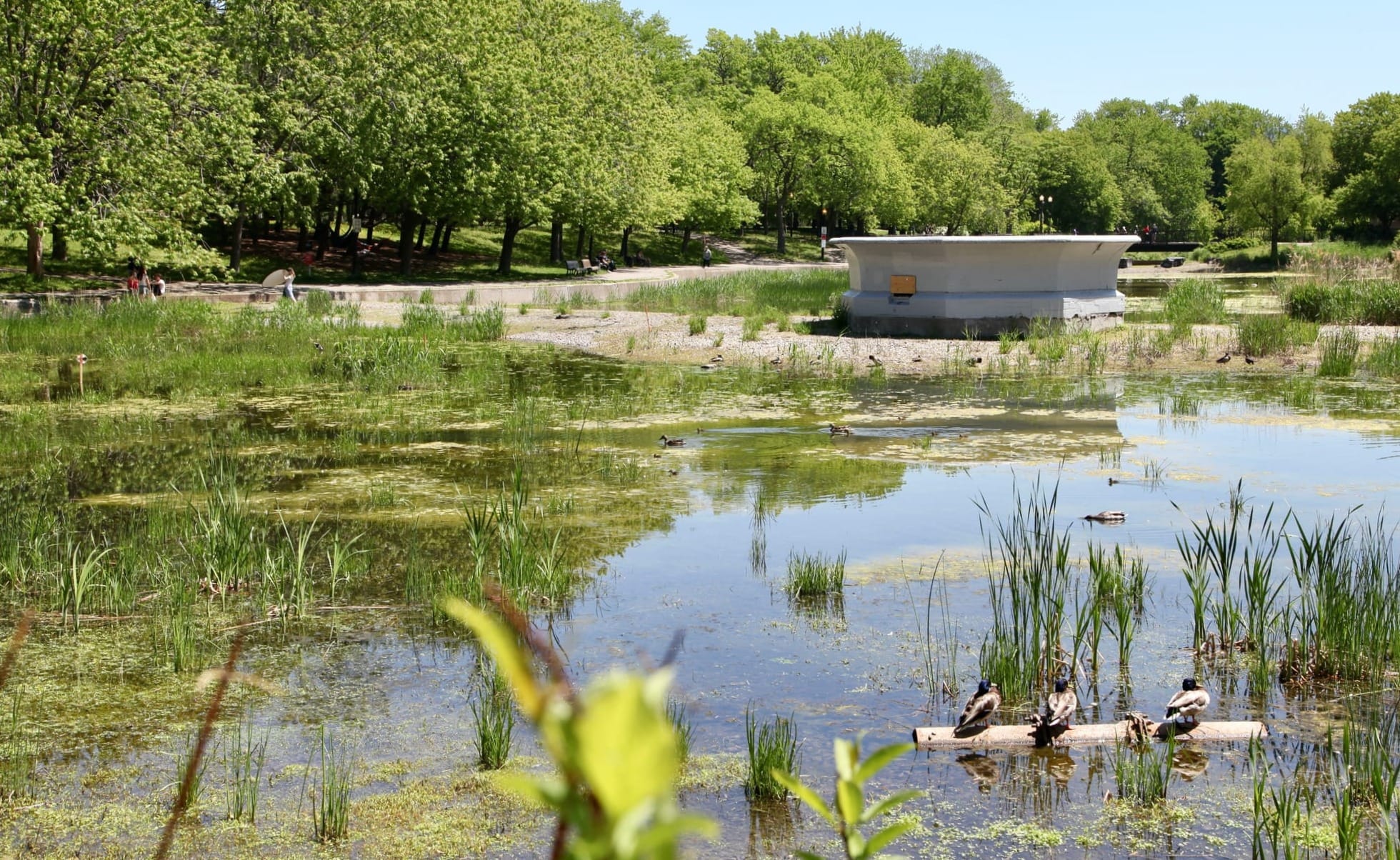 Le bassin à moitié rempli, avec des canards qui se baignent ou se reposent au soleil.