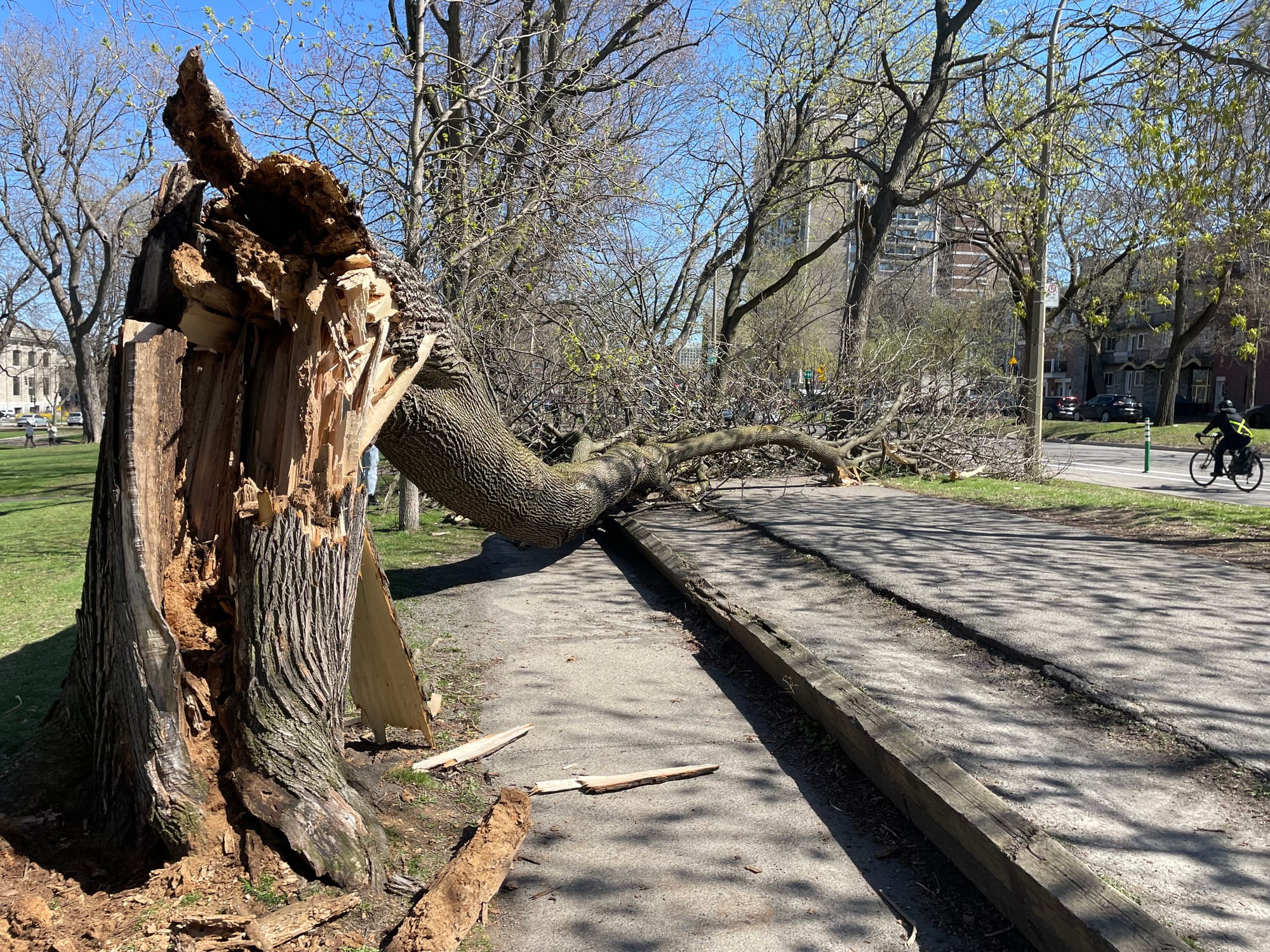 Un érable gise sur un chemin asphalté du parc La Fontaine.