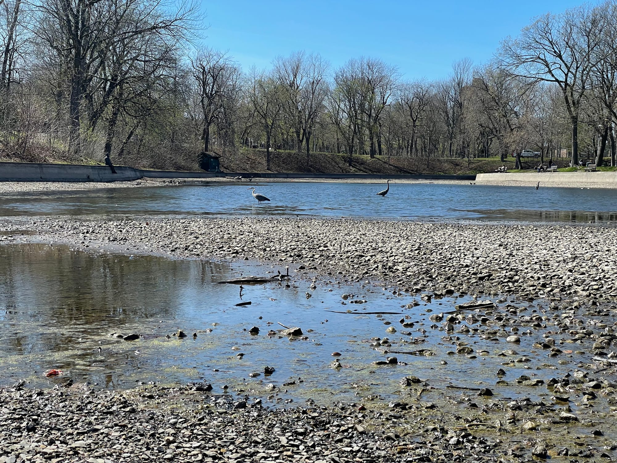 Deux oiseaux au long cou se tiennent immobiles dans un petite étendue d'eau au parc La Fontaine.