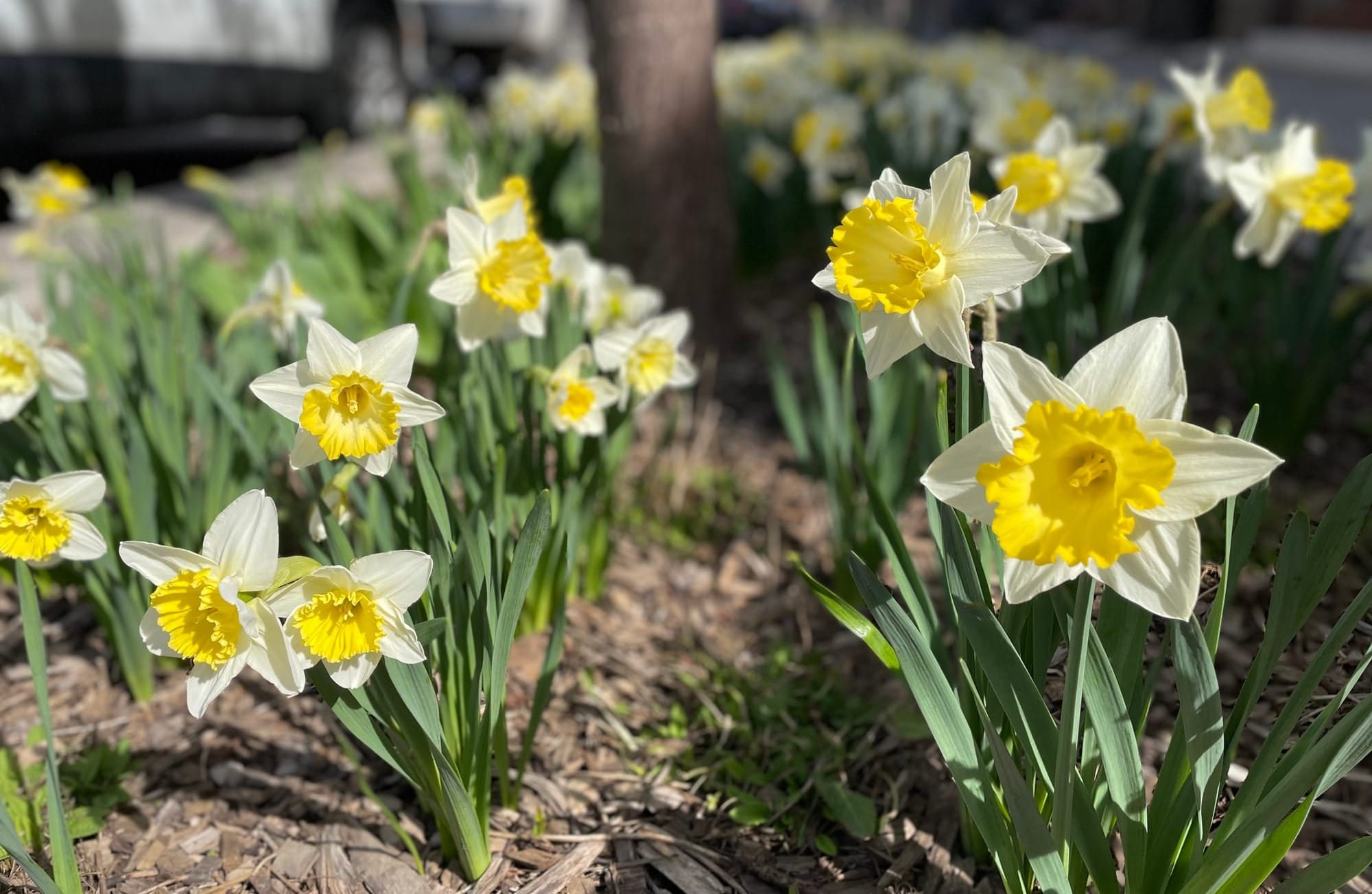 Des jonquilles blanche et jaune plantées autour d'un arbre.