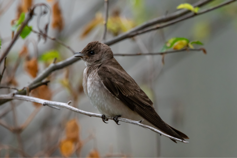 Cette photo montre un petit oiseau au plumage gris et blanc sur une branche, le bec ouvert.