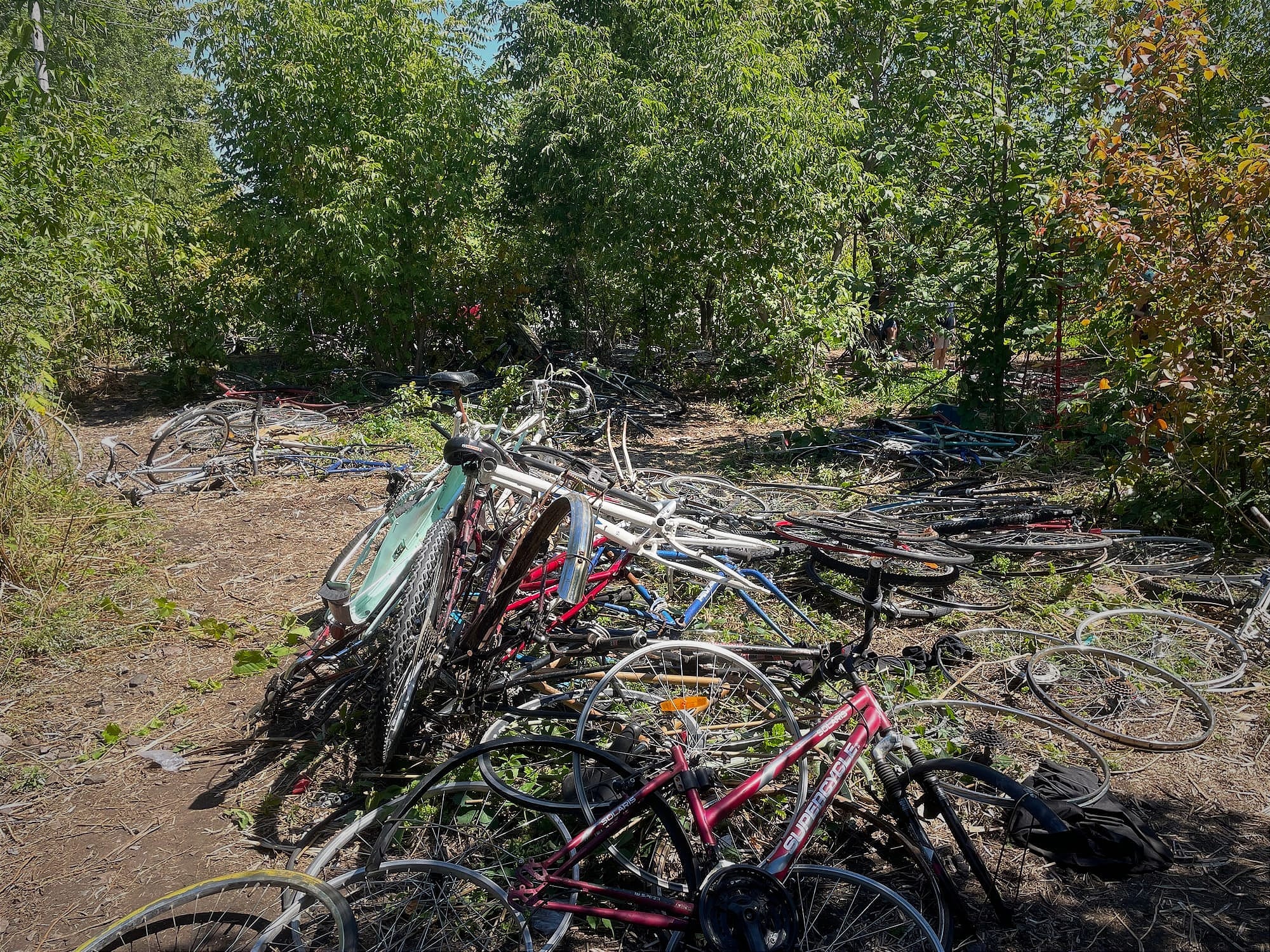 Des roues, des cadres et des vélos plus ou moins complets s'empilent et s'éparpillent parmi la végétation de manière chaotique.