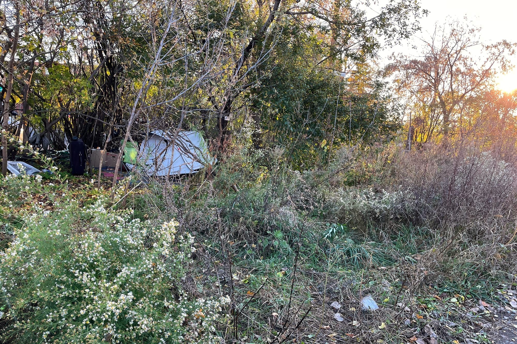Une tente et plusieurs biens peuvent être aperçus derrière la végétation.
