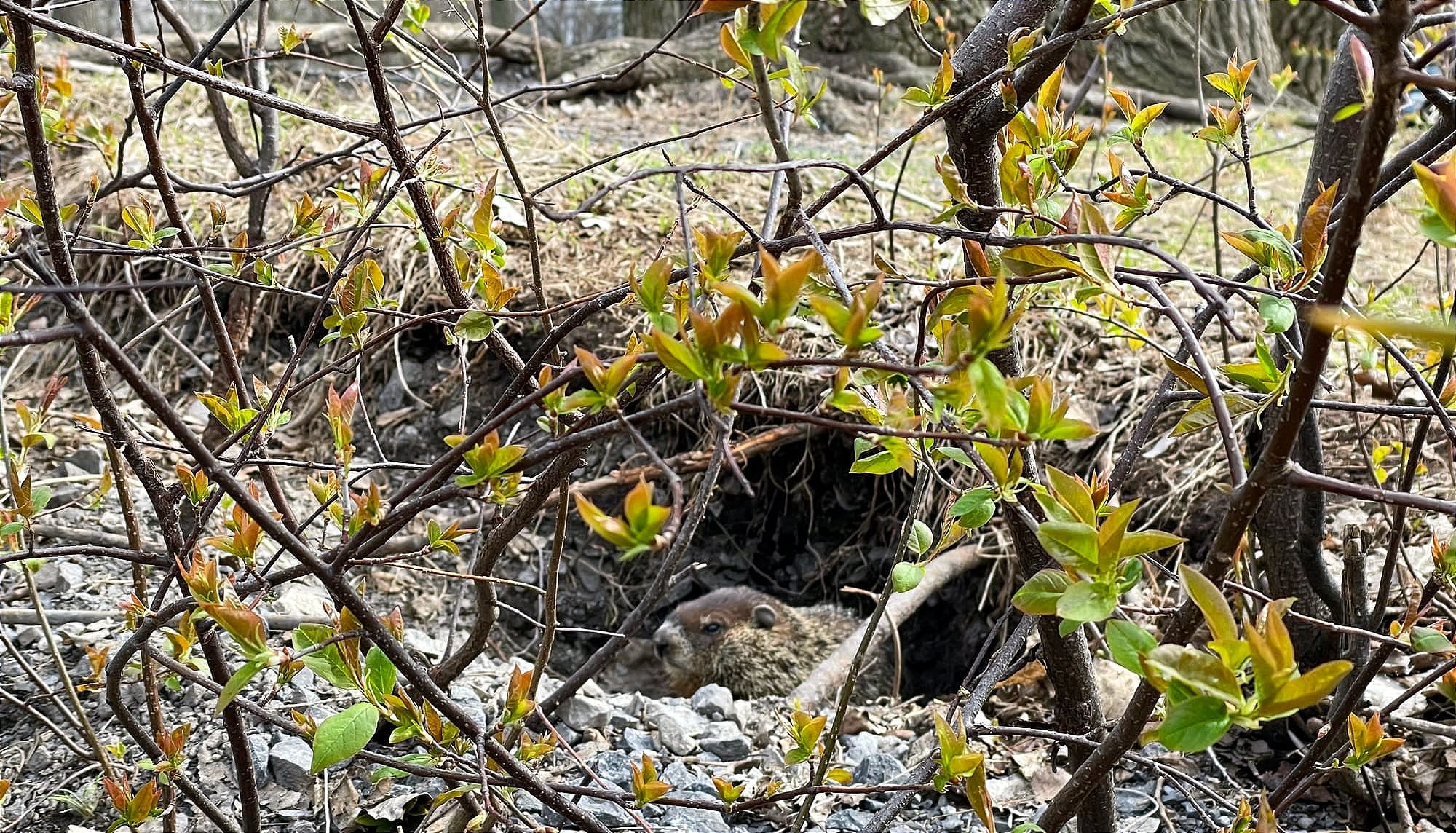 Une marmotte se trouvant aux abords d'un trou dans la terre est perceptible à travers quelques branches. 