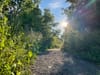 Un sentier qui traverse le Champ des Possibles, avec une verdure luxuriante et un soleil radieux de fin d'après-midi d'été.