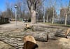 Des morceaux d'un tronc d'arbre en premier plan et une souche sortant de terre en arrière-plan.
