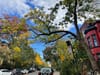 Une rue du Mile End en octobre avec un sac noir sur un panneau de stationnement.