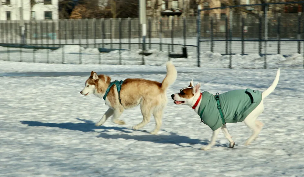 Deux chiens courant dans la neige.