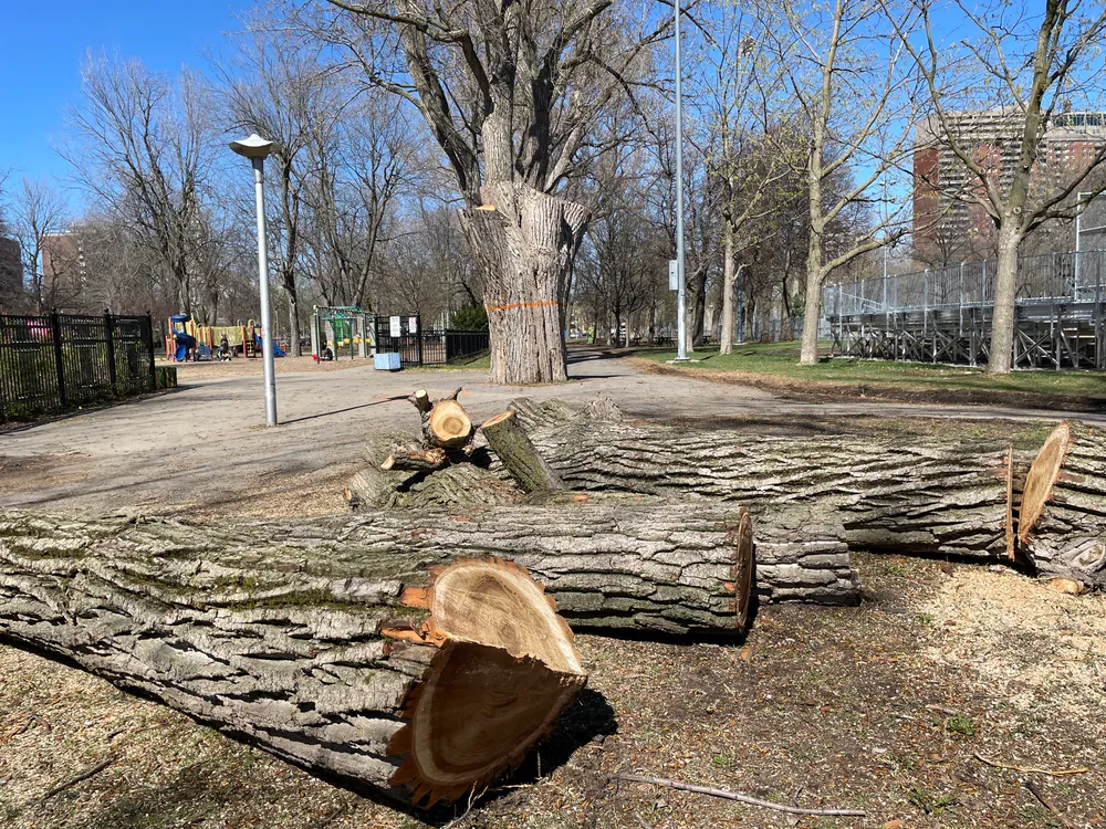 Cette photo montre en arrière-plan, le bas d'un tronc d'arbre coupé et en avant-plan le reste du tronc coupé en plusieurs sections.